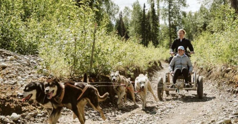 Talkeetna: Mushing Experience with Iditarod Champion Dogs - The Authenticity of the Racing Environment