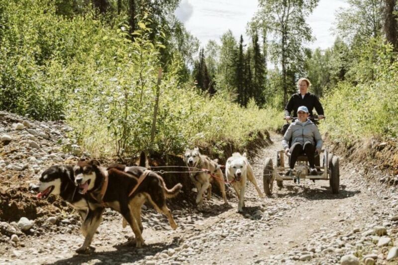 Talkeetna: Mushing Experience with Iditarod Champion Dogs - The Experience Itself in Detail
