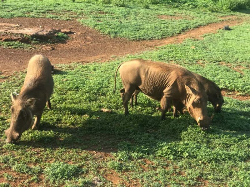 Tamale: 3-Day Northern Ghana Cultural and Wildlife Adventure - Key Points