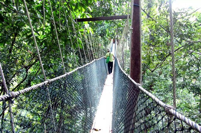 Taman Negara Day Tour with Canopy Walk - A Deep Dive into the Experience