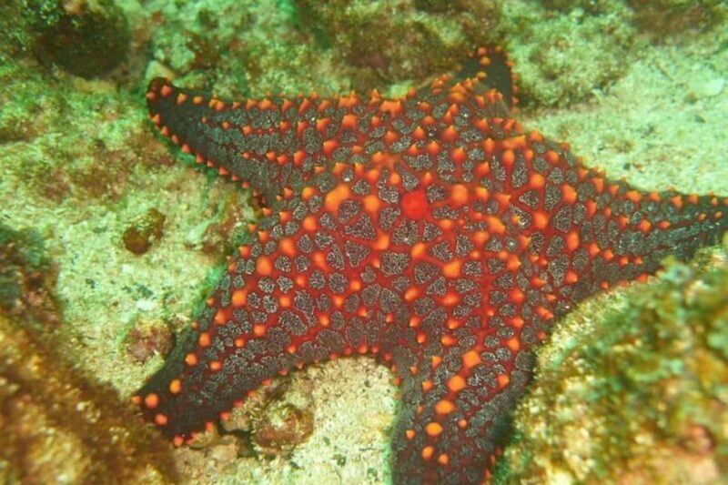 Tamarindo: Guided Snorkeling Tour with Marine Life Spotting - Key Points