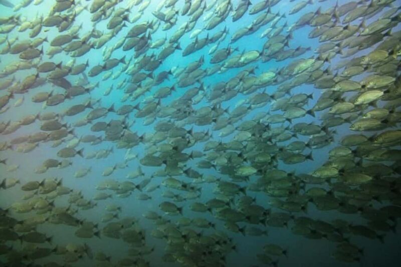 Tamarindo: Guided Snorkeling Tour with Marine Life Spotting - What to Expect on the Tour