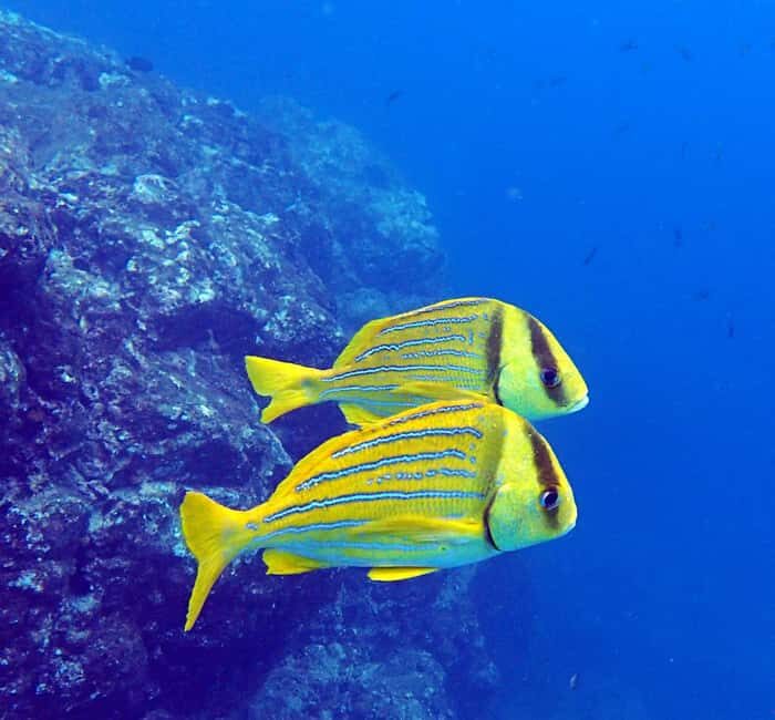 Tamarindo: Guided Snorkeling Tour with Marine Life Spotting - Authentic Review Perspectives