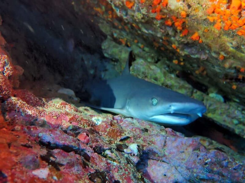 Tamarindo: Guided Snorkeling Tour with Marine Life Spotting - Practical Tips for Booking and Participation