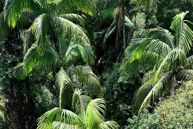 Tamborine Explorer from Brisbane - The Sum Up: Is It Worth It?