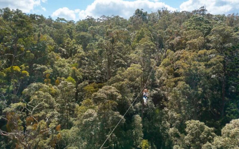 Tamborine Mountain: TreeTop Challenge Adrenaline Pass - Practical Tips for Your Day