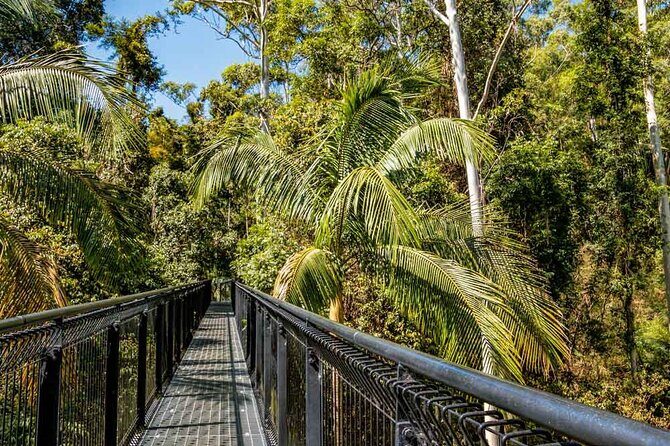 Tamborine Rainforest Skywalk + Hop on Hop off Bus - Key Points
