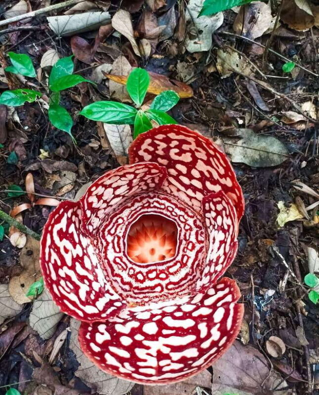 Tambunan: Rafflesia Flower Trekking with Rustic Lunch - Key Points