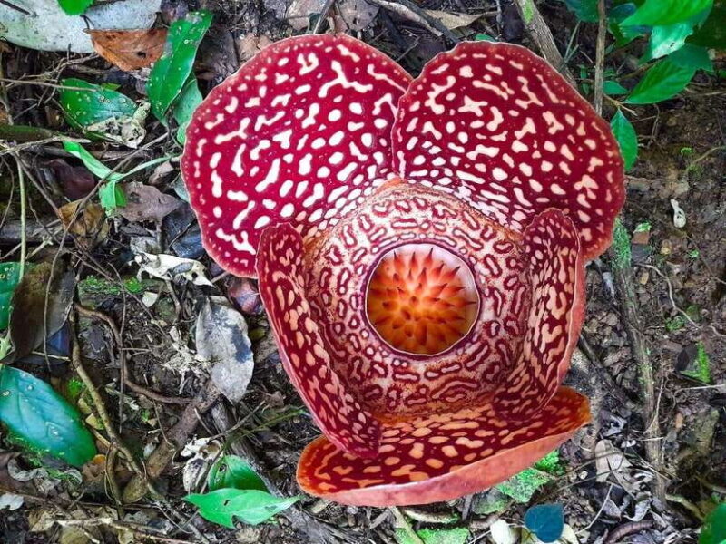Tambunan: Rafflesia Flower Trekking with Rustic Lunch - Introduction: An Unforgettable Floral Treasure Hunt
