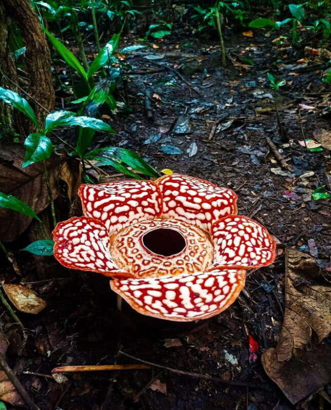 Tambunan: Rafflesia Flower Trekking with Rustic Lunch - The Experience: Pros, Cons, and Authentic Highlights