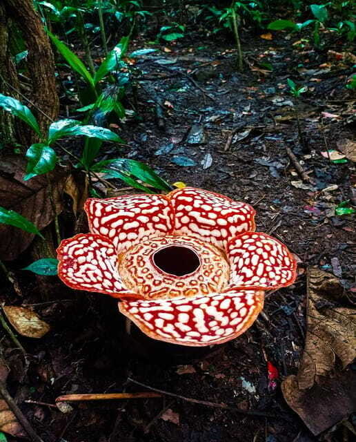 Tambunan: Rafflesia Flower Trekking with Rustic Lunch - Final Thoughts: Is It Worth It?