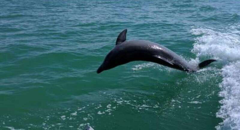 Tampa Bay: Dolphin Shelling Snorkeling Cruise - A Closer Look at the Tampa Bay Dolphin Shelling Snorkeling Cruise