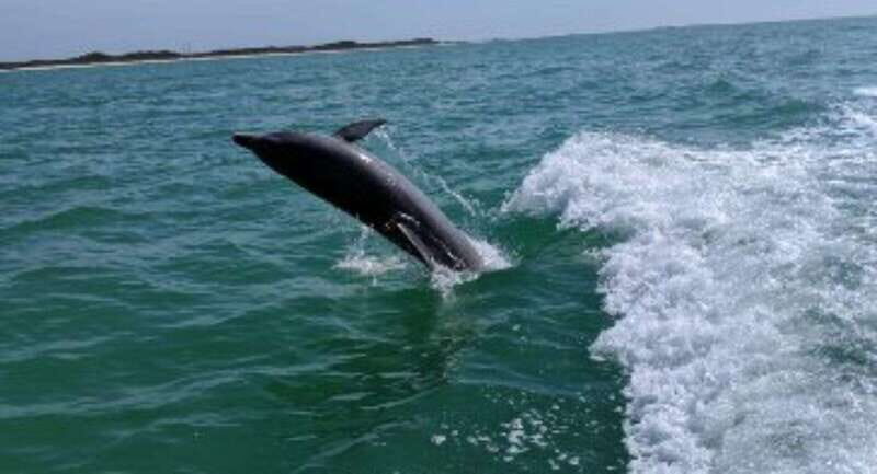 Tampa Bay: Dolphin Shelling Snorkeling Cruise - Who Would Love This Tour?