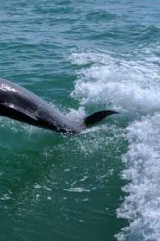 Tampa Bay: Dolphin Shelling Snorkeling Cruise - The Sum Up: The Bottom Line