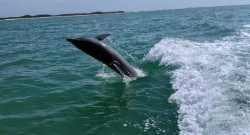 Tampa Bay: Dolphin Shelling Snorkeling Cruise - Frequently Asked Questions