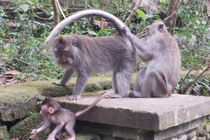 Tanah Lot And Ubud - Full Day Private Tour - Introduction: Why This Tour Stands Out