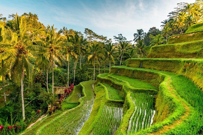 Tanah Lot Tour with Ubud Monkey Forest, Rice Terraces, and Waterfalls - A Close Look at the Bali Tanah Lot Tour