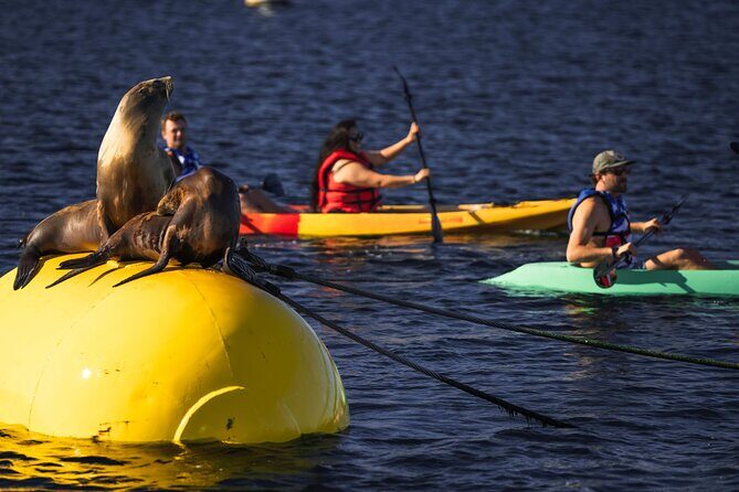 Tandem Kayak Rentals in Mission Bay - What to Expect During Your Rental