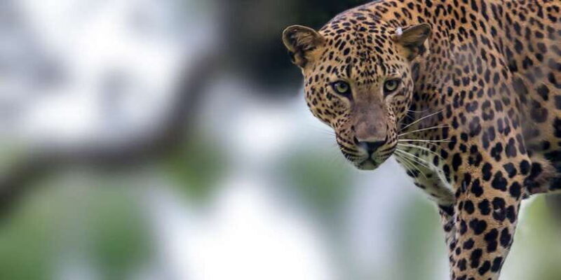 Tangalle/Hiriketiya/Mirissa/Galle: Ella Transfer & Yala Tour - FAQ