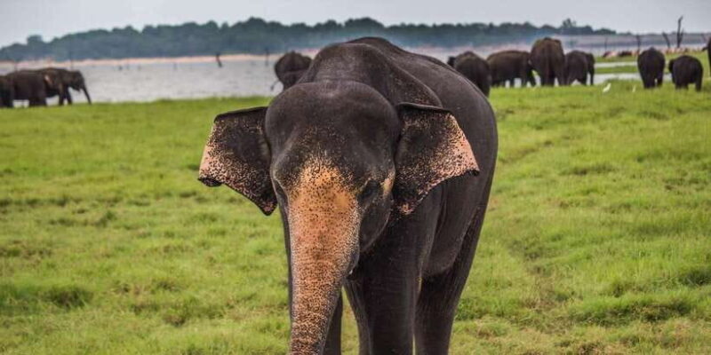 Tangalle/Hiriketiya: Udawalawa Safari & Elephant Transit Hom - Key Points