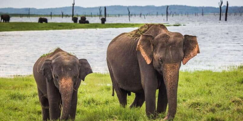 Tangalle/Hiriketiya: Udawalawa Safari & Elephant Transit Hom - Transportation and Comfort