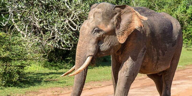 Tangalle/Hiriketiya: Udawalawa Safari & Elephant Transit Hom - The Experience from Reviews