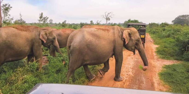 Tangalle/Hiriketiya: Udawalawa Safari & Elephant Transit Hom - Key Points