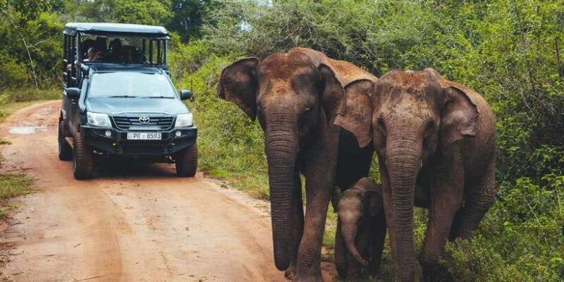 Tangalle/Hiriketiya: Udawalawa Safari & Elephant Transit Hom - An In-Depth Look at the Udawalawe Safari Experience
