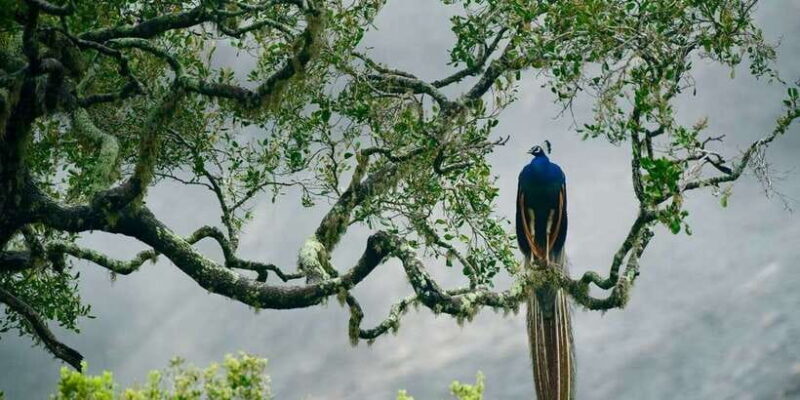 Tangalle/Hiriketiya: Udawalawa Safari & Elephant Transit Hom - FAQs