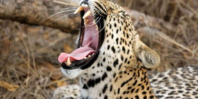 Tangalle/Hiriketiya: Yala National Park Safari - Key Points