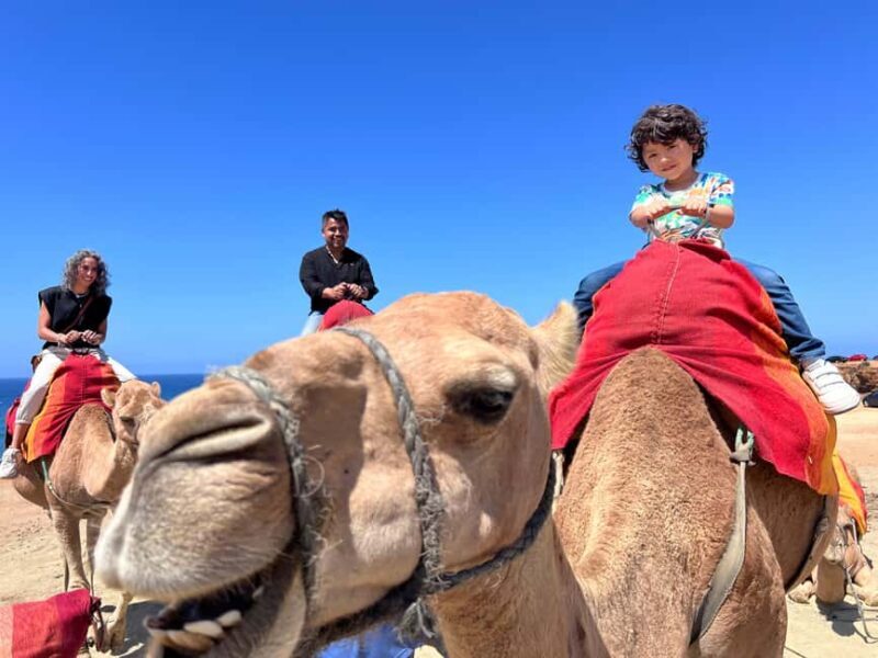 Tangier Food Tour : Highlights, Medina, Souks & Camel. - An Immersive Day in Tangier: What to Expect