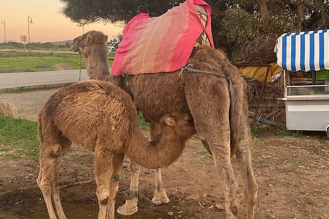 Tangier Package: Camel Ride, Cap Spartel, Hercules Caves & Dining - FAQ