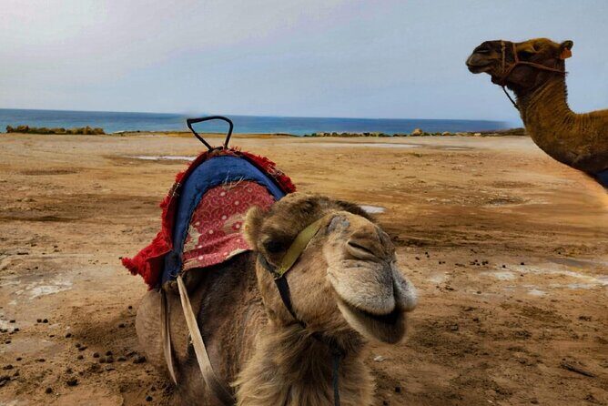 Tangier Private Day Trip from Casablanca by High Speed Train - Final Thoughts: Is This Trip Right for You?