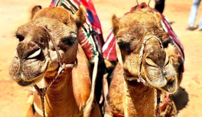 Tangier Private Day Trip from Tarifa (add-on: Ferry Tickets) - Food, Culture, and Local Flavors