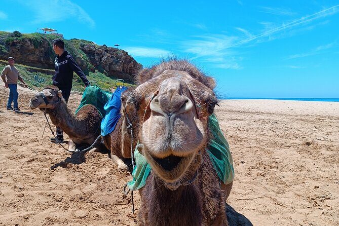 tangier private shore excursion - Who Should Consider This Tour?