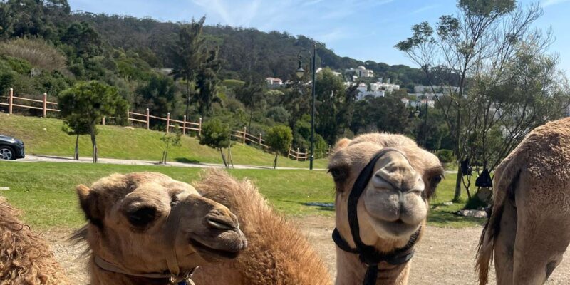 Tangier: Sunset, Tea, Sweets, Camel Ride, and Hercules Caves - Final Thoughts