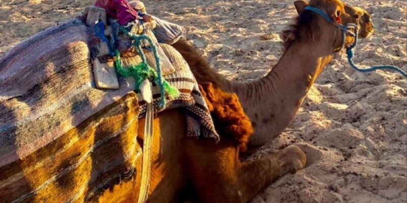 Tangier: Sunset tour with tea, camel ride & Cap Spartel - The Sum Up