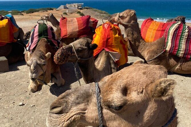 Tangier tour from Malaga all inclusive - Who Is This Tour Best For?