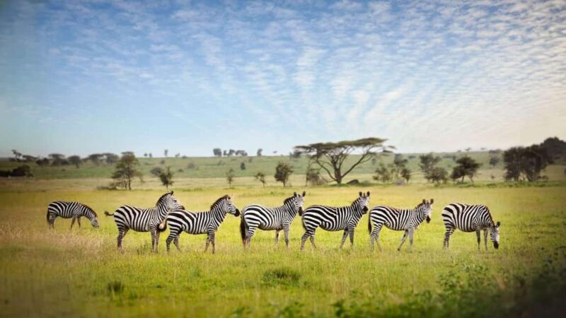 Tanzania: 10-Day Luxury Lodge Safari & Zanzibar Beaches - An In-Depth Look at the Itinerary and Experience