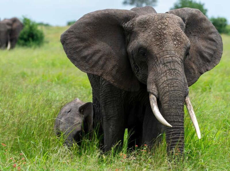 Tanzania: 10-Day Safari, Culture, and Zanzibar Tour - Key Points