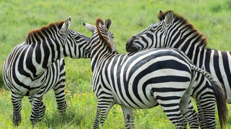 Tanzania: 10-Day Safari, Culture, and Zanzibar Tour - An Authentic Tanzanian Experience in 10 Days