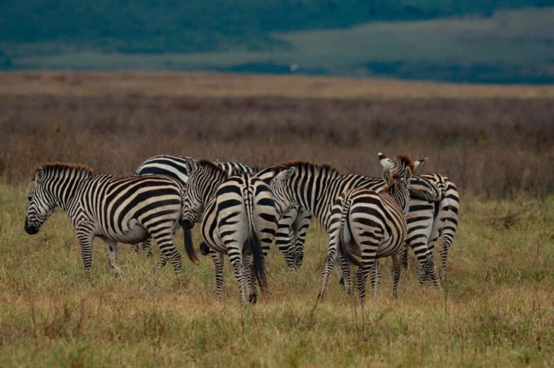 Tanzania:, 11 Days Safari and Cultural Experience - FAQs
