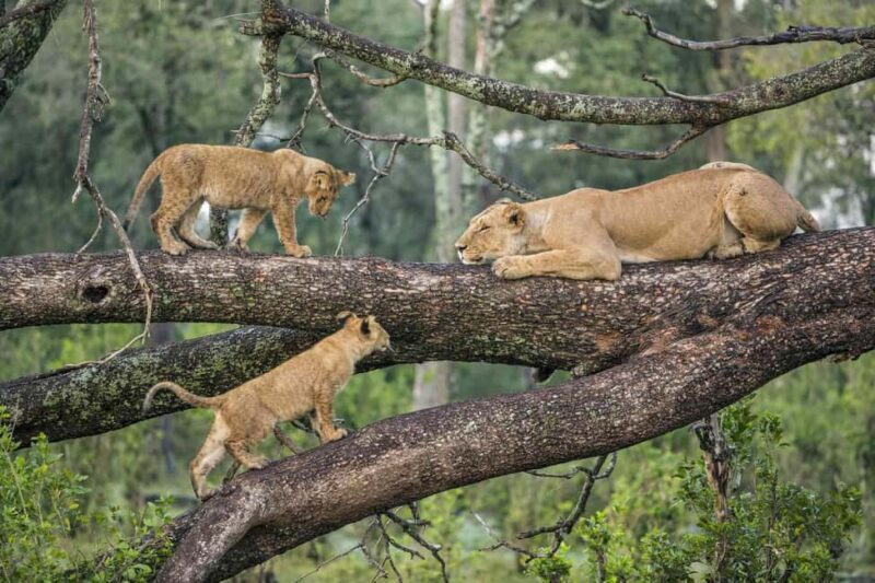 Tanzania: 15-Day Safari with Cultural tour & Zanzibar Beach - Key Points