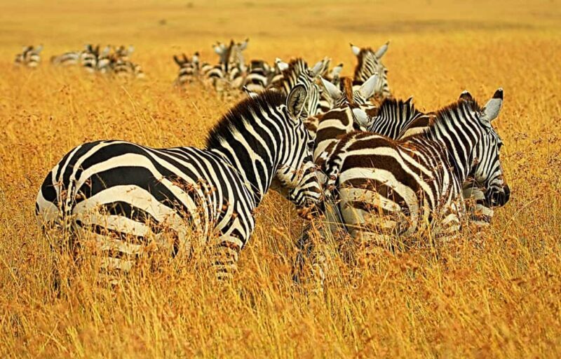 Tanzania: 2-Day Luxury Safari to Tarangire and Ngorongoro - Key Points
