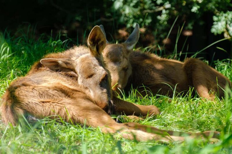 Tanzania: 2-Day Luxury Safari to Tarangire and Ngorongoro - An Introduction to the Experience