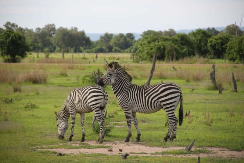 Tanzania: 2-Day Luxury Safari to Tarangire and Ngorongoro - Additional Details and Considerations