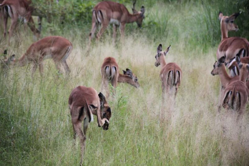 Tanzania: 2-Day Luxury Safari to Tarangire and Ngorongoro - Is This Tour Worth It?
