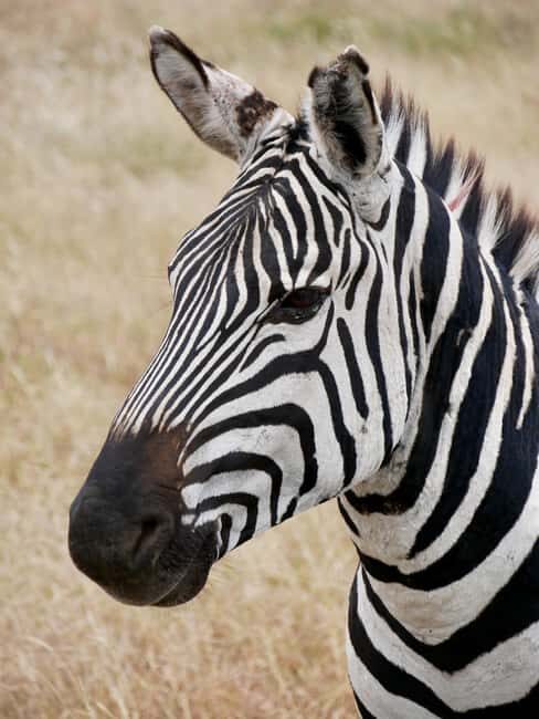 Tanzania: 2-Day Mid-Range Safari to Tarangire and Ngorongoro - Key Points