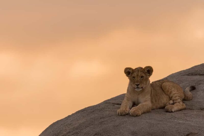 Tanzania: 2-Day Mid-Range Safari to Tarangire and Ngorongoro - Real Traveler Insights and Expectations