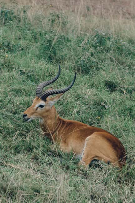 Tanzania: 2-Day Mid-Range Safari to Tarangire and Ngorongoro - The Value of This Safari
